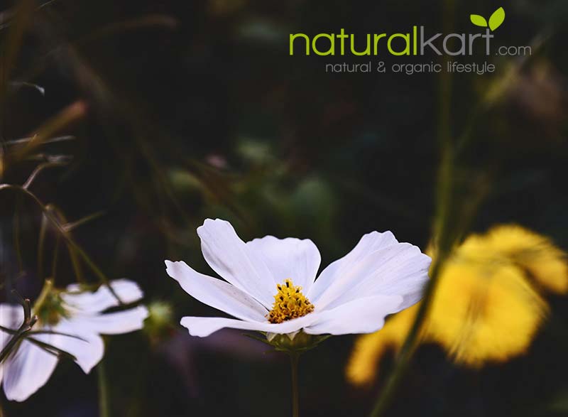Naturalkart- Organic & Natural Lifestyle